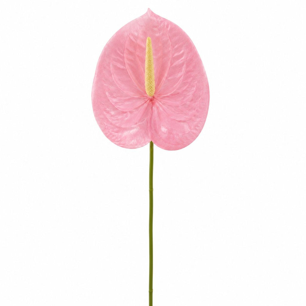 A single pink anthurium flower with a green stem and a yellow spadix, isolated on a white background.