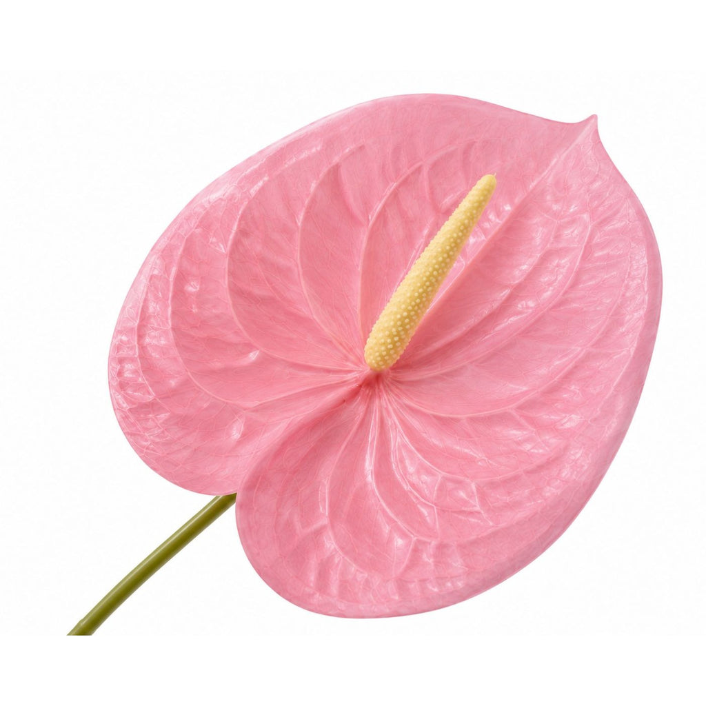 A single pink anthurium flower with a yellow spadix and green stem, isolated on a white background.