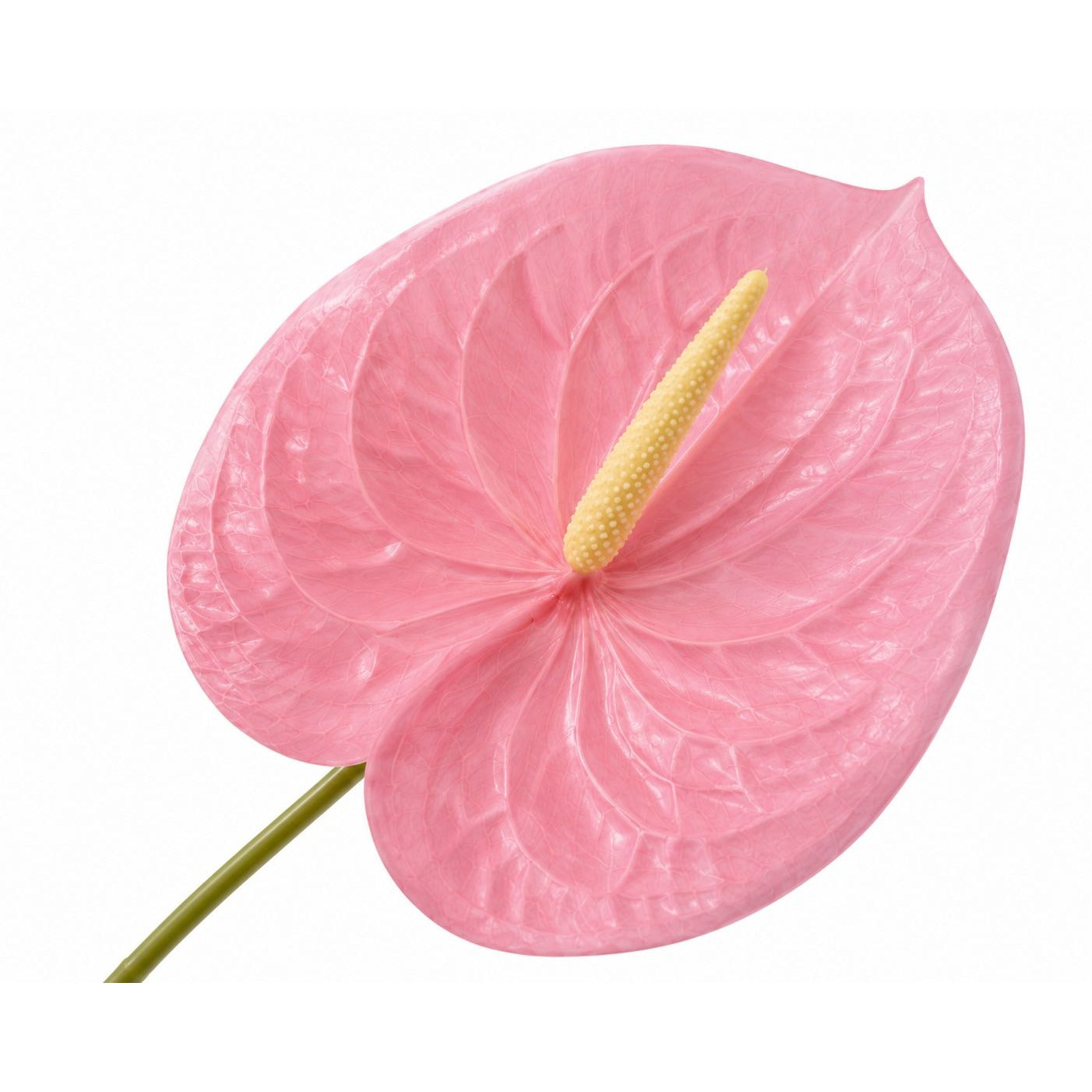 A single pink anthurium flower with a yellow spadix and green stem, isolated on a white background.
