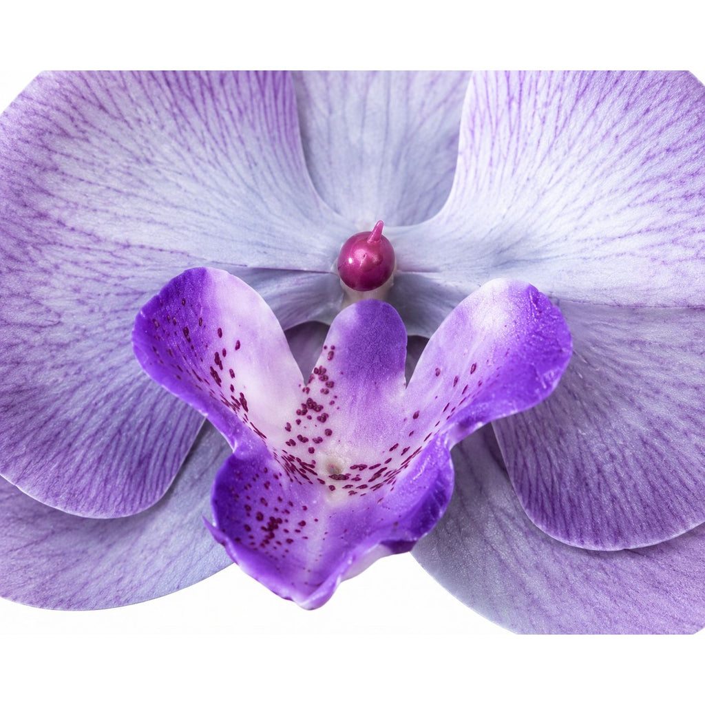 Set of 2 Lavender Purple Orchid Flower Heads 3.5 Inch Faux Phalaenopsis Blooms for Corsage Wristlet Boutonniere Craft