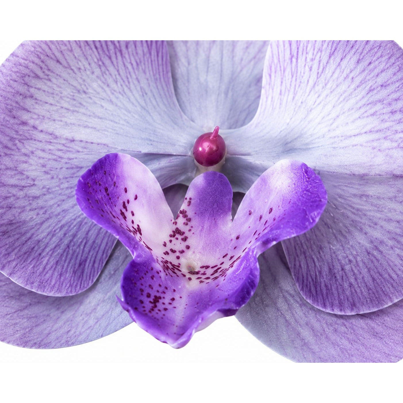 Set of 2 Lavender Purple Orchid Flower Heads 3.5 Inch Faux Phalaenopsis Blooms for Corsage Wristlet Boutonniere Craft