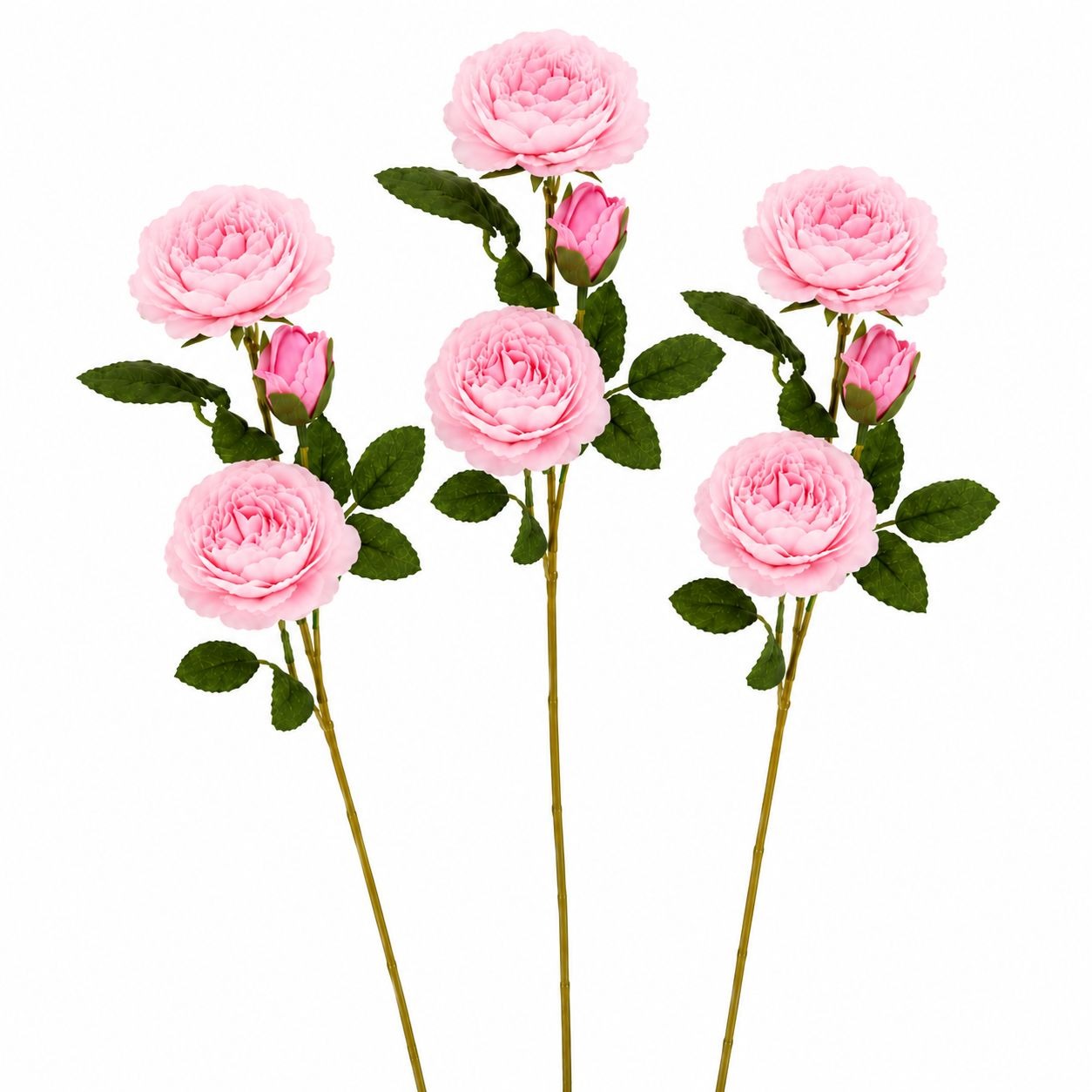 Pink roses with green leaves on a white background