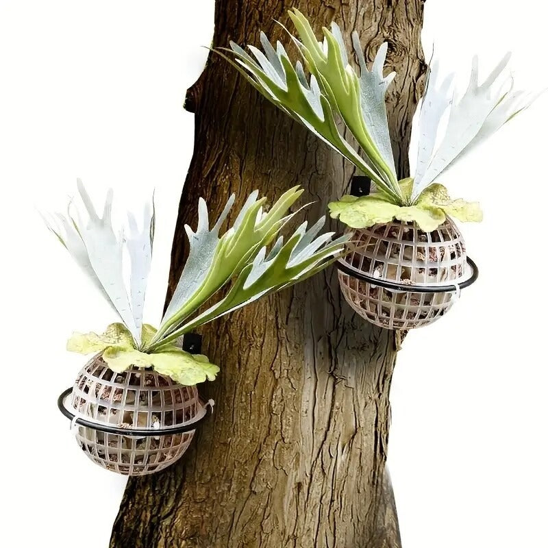Staghorn Fern & Orchid Hanging Basket Planter Kit 6-Inch Plastic & Metal Bracket