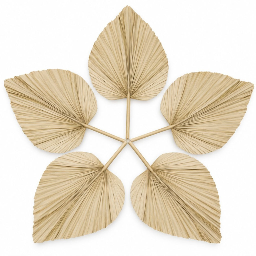 Large Dried Palm Leaves, Set of 5, 18 Inch Palm Spears