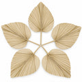 Large Dried Palm Leaves, Set of 5, 18 Inch Palm Spears