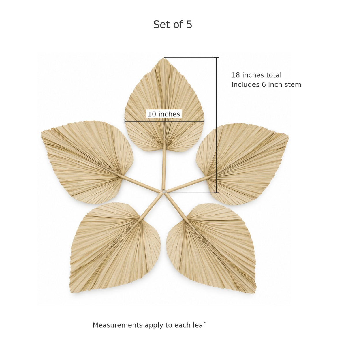 Set of 5 dried palm frond wall decor leaves with dimension labels showing 10 inches per leaf and 18 inches total including a 6 inch stem, on a white background.