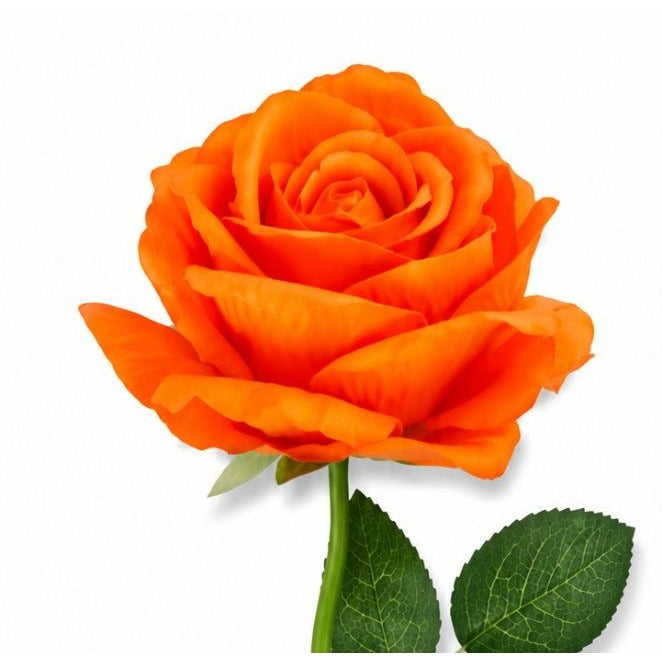 Orange rose with green leaves on a white background