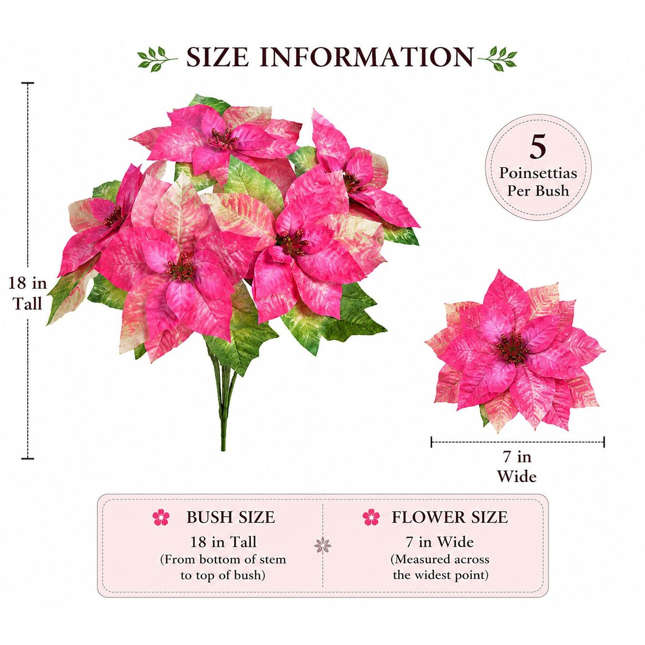 Size information of a pink poinsettia bush with measurements on a white background