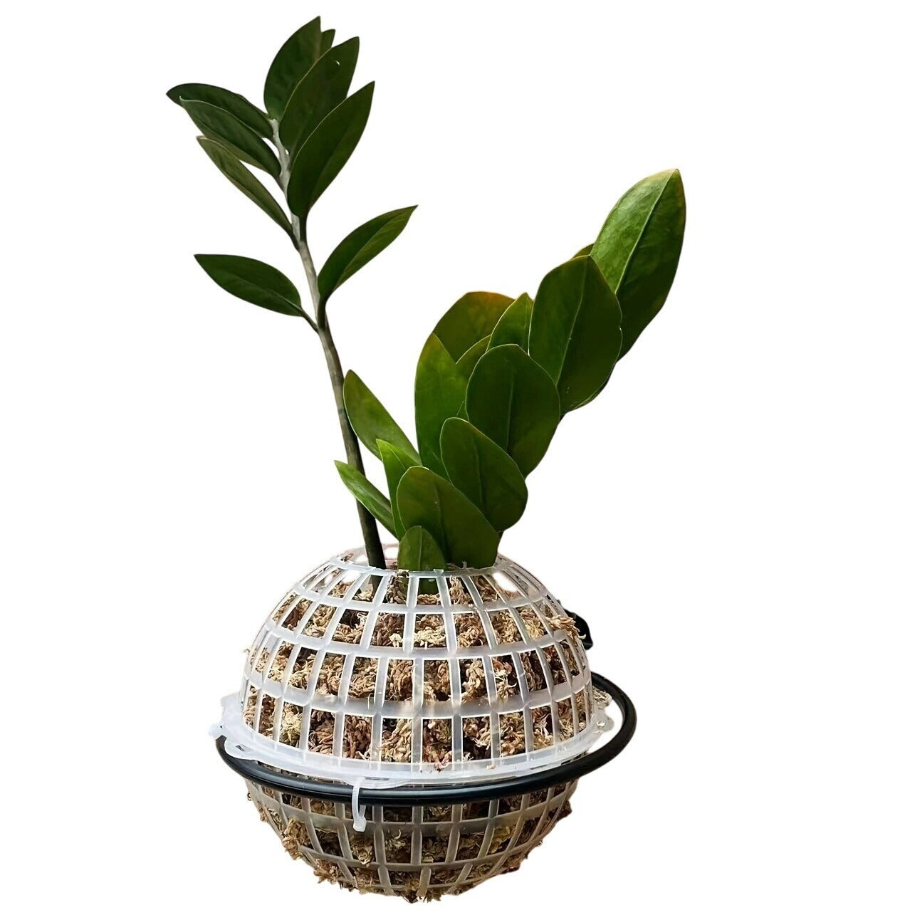 Staghorn Fern & Orchid Hanging Basket Planter Kit 6-Inch Plastic & Metal Bracket