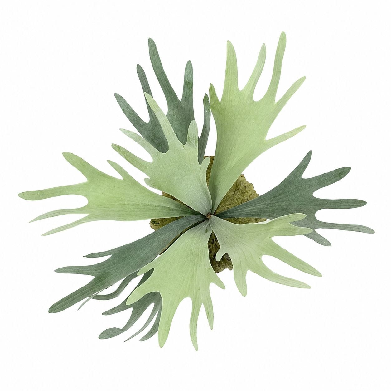 Artificial Staghorn Fern Faux Fern Wall Decor Mounted Fern Tropical Greenery Coastal Decor Farmhouse Wall Art Boho Decor