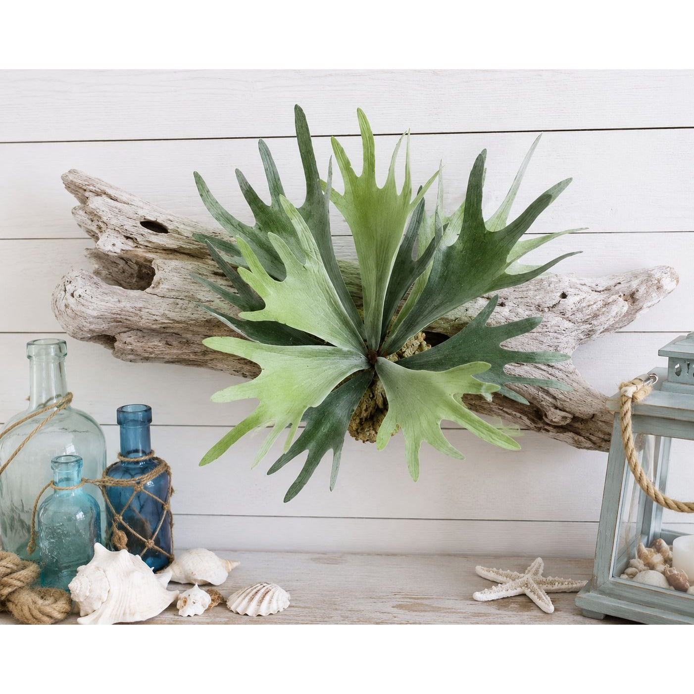 Artificial Staghorn Fern Faux Fern Wall Decor Mounted Fern Tropical Greenery Coastal Decor Farmhouse Wall Art Boho Decor