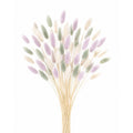 Pastel Bunny Tail Grass 70 Stems, 16 Inch Sage Lavender Cream Dyed Dried Lagurus for Baby Shower Centerpieces