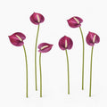 Plum Real Touch Artificial Anthurium Stems, Set of 6, 11 Inch