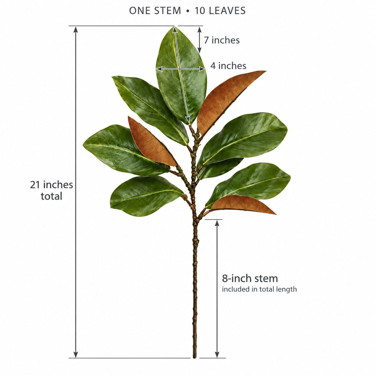 An artificial leaf stem, Faux Magnolia Leaf Stem, 21 Inch Green and Brown Foliage, 10 Leaves with green and brown leaves, shown with dimension lines and text indicating a total height of 21 inches, an 8-inch stem length, and leaf measurements of 7 by 4 inches.