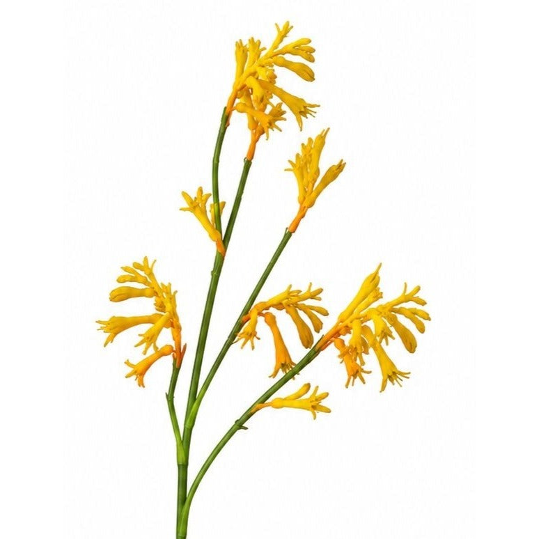Artificial Kangaroo Paw Flower Stem 24 Inch Yellow Orange Real Touch Australian Native Wildflower Floral Decor