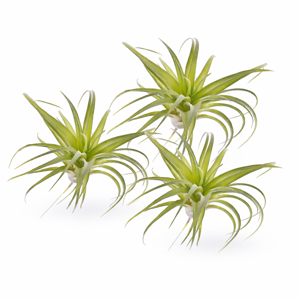 Artificial Air Plant Set of 3 Real Touch Faux Tillandsia Plants Small Faux Air Plants Greenery Home Decor
