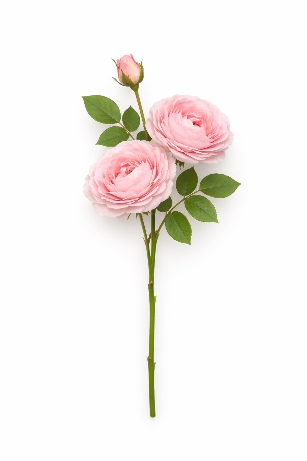 Artificial pink rose stem with 2 full blooms  and 1 bud, 26 inch real touch rose, white background