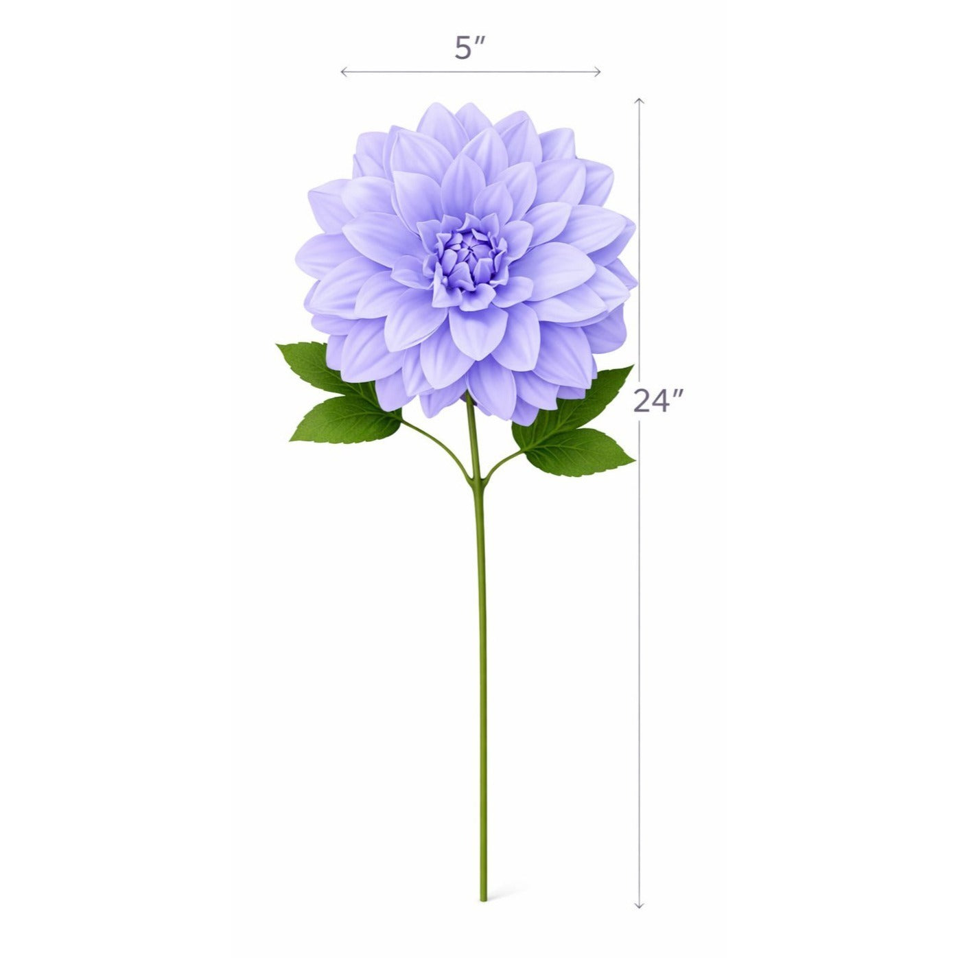 Purple flower with measurements on a white background