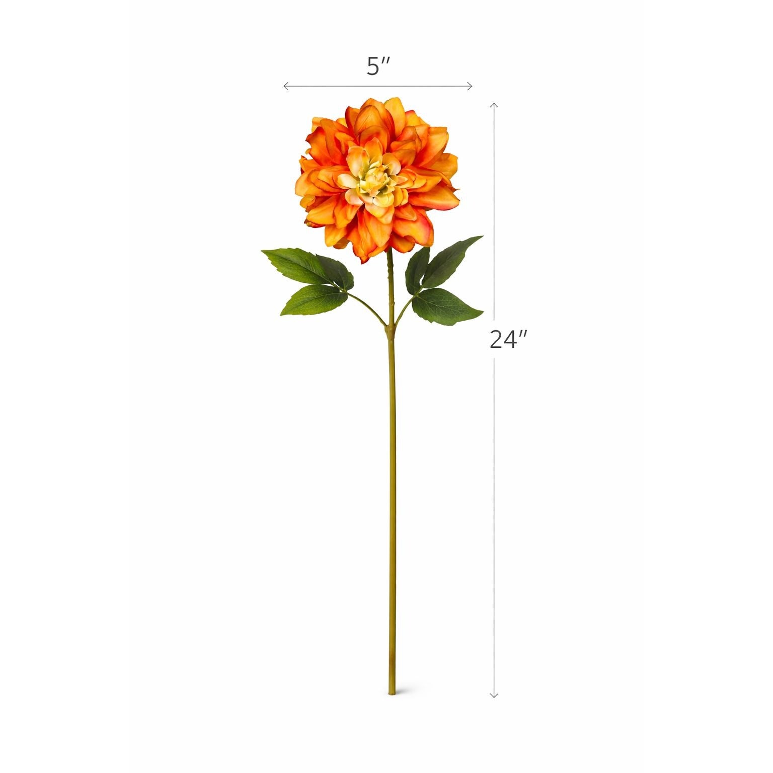 Orange flower with measurements on a white background