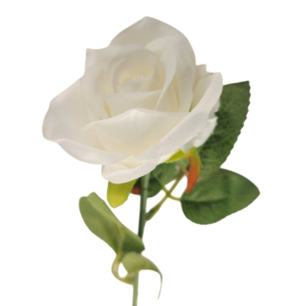 White rose with green leaves on a white background