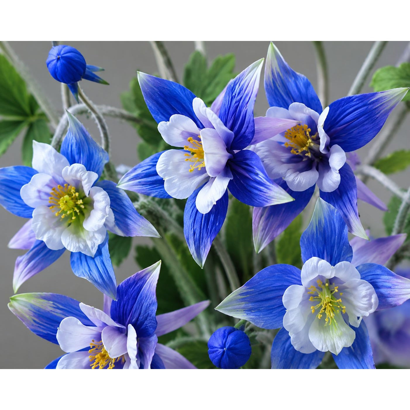 Artificial Columbine Flowers Set of 2, Blue Faux Flower Stems, 32 Inch Wildflower Stems, Farmhouse Decor, French Country Cottage