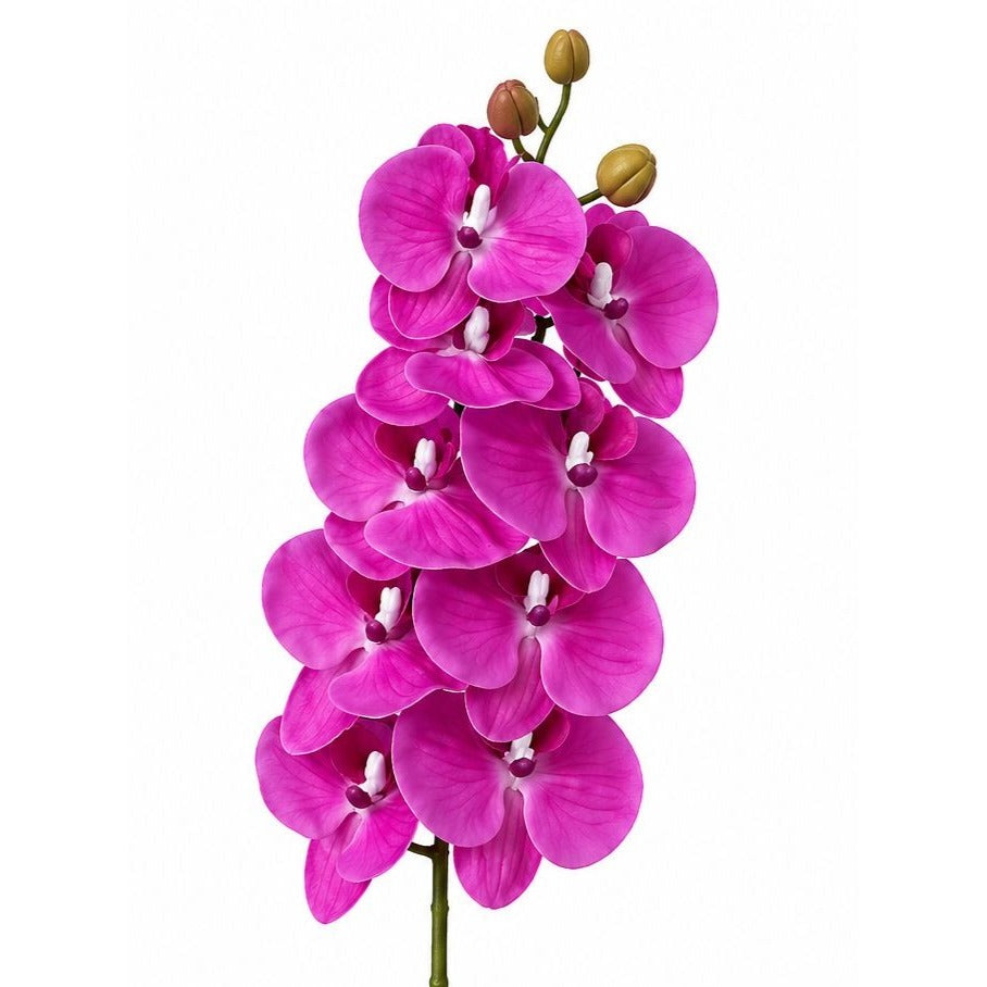 Pink orchid flowers on a white background