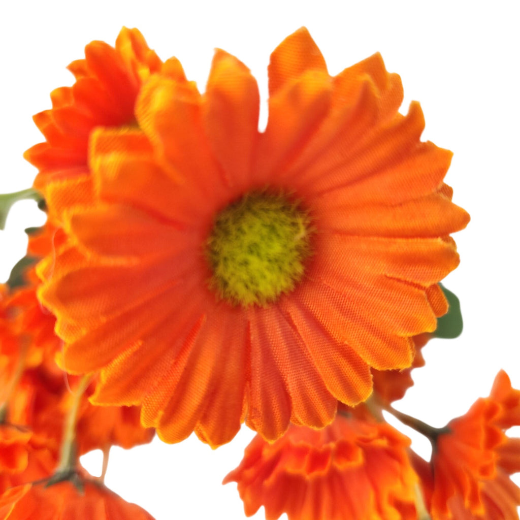 Orange Daisy Mum Bushes Set of 2, 14-Inch, 30 Fall Blooms