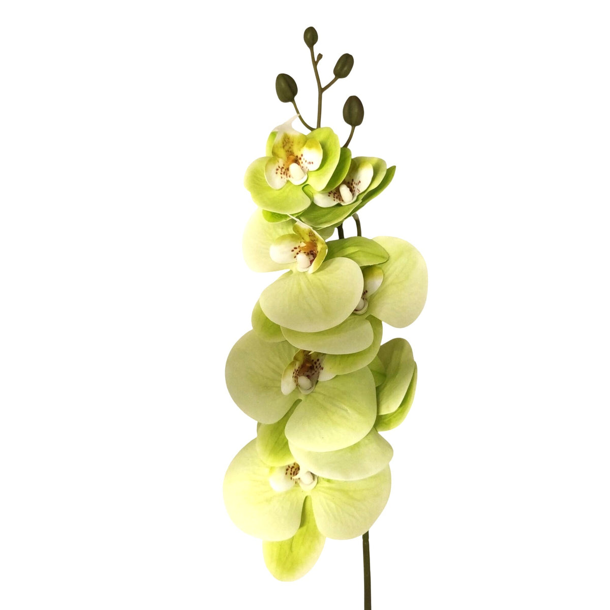 Green Phalaenopsis Orchid Stem, 31 Inch Real Touch Artificial Floral Pick