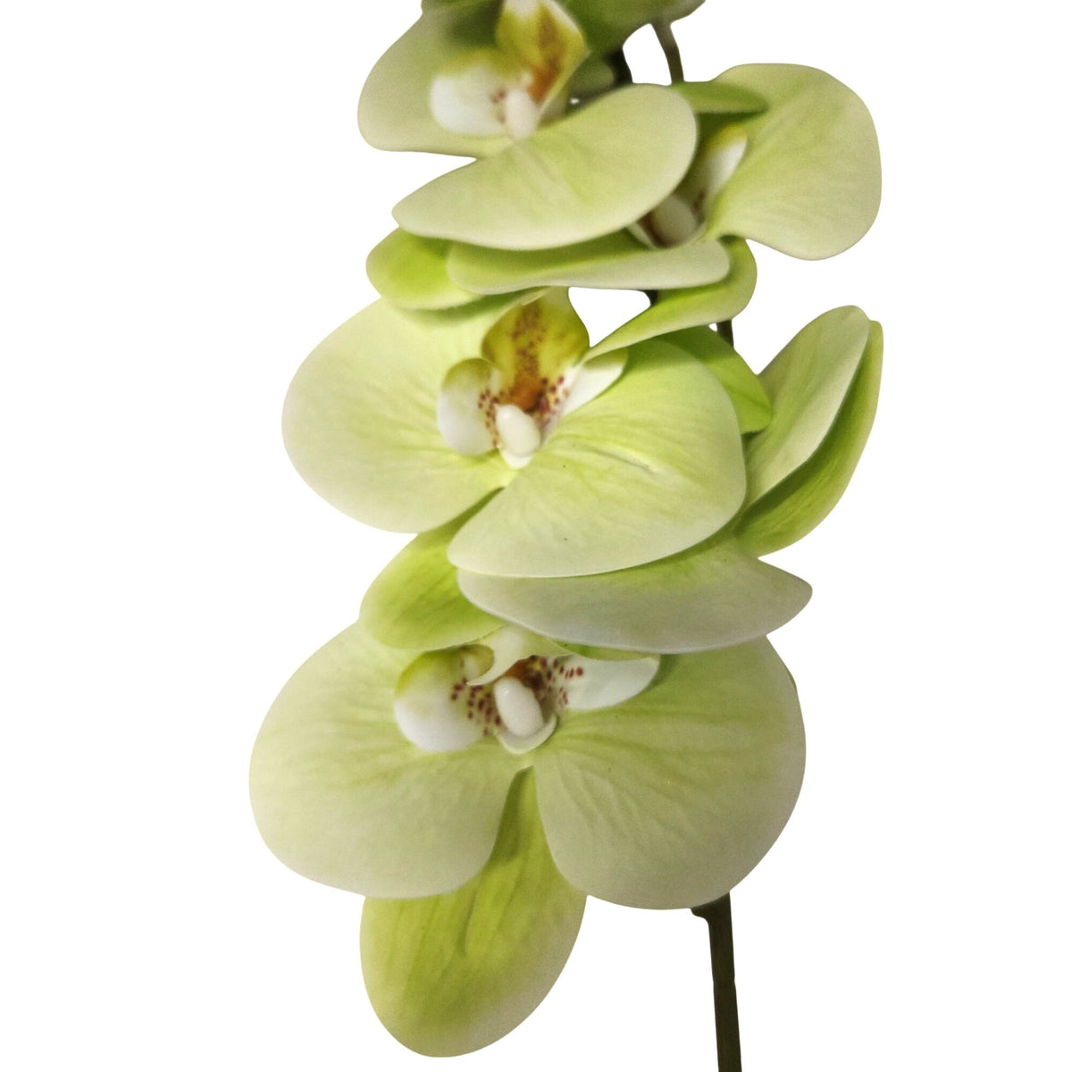 Green Phalaenopsis Orchid Stem, 31 Inch Real Touch Artificial Floral Pick