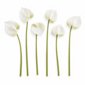 White Green Real-Touch Artificial Anthurium Stems, Set of 6, 11 Inch Faux Tropical Flowers