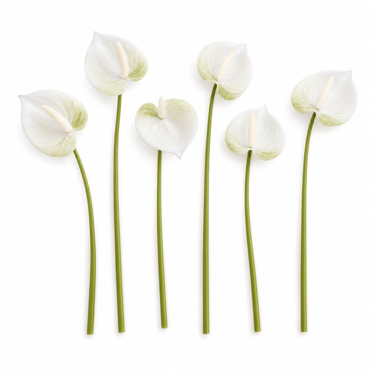 White Green Real-Touch Artificial Anthurium Stems, Set of 6, 11 Inch Faux Tropical Flowers
