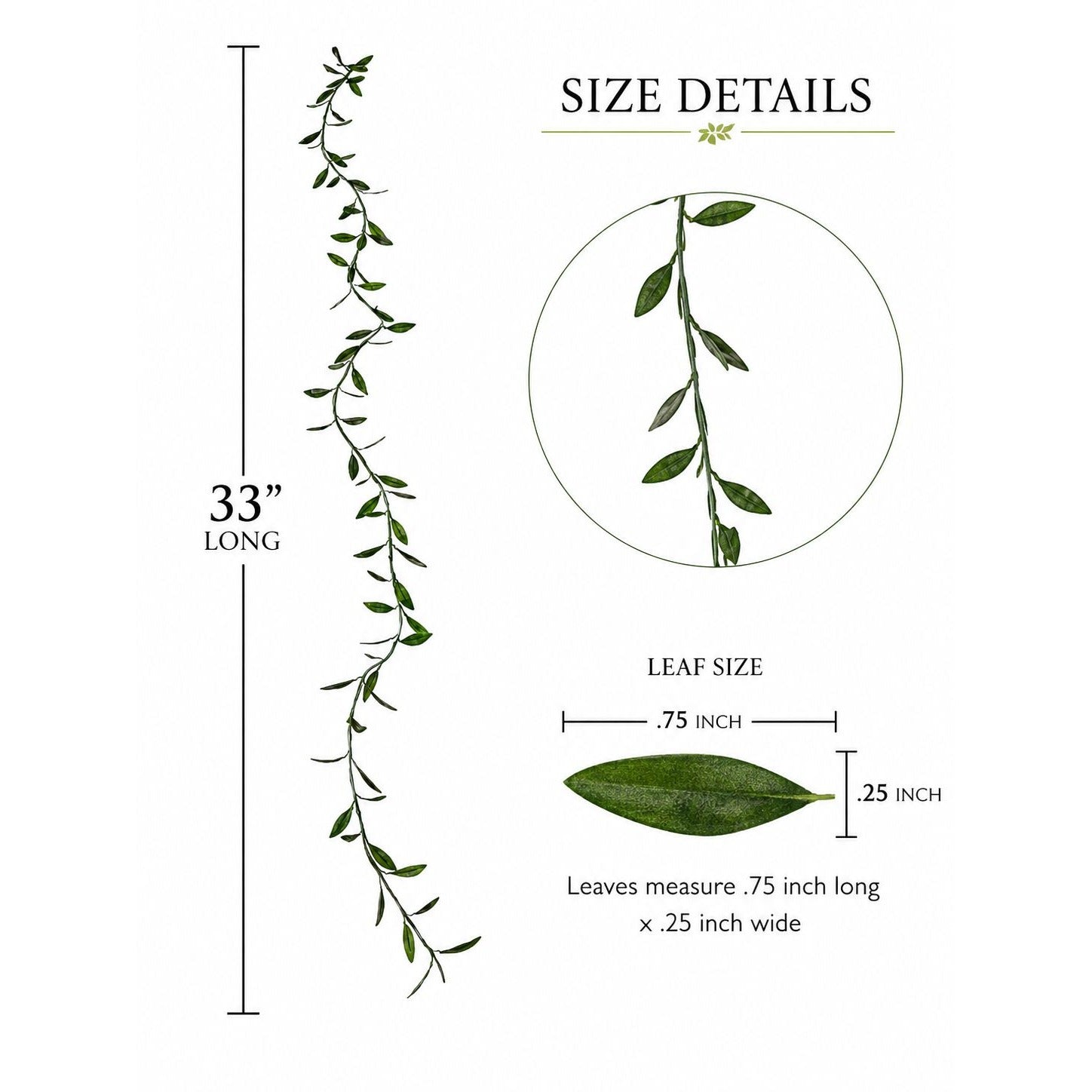 Size details of a green leafy vine with measurements on a white background