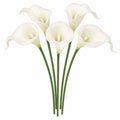 White Faux Calla Lilies 5 Wired Stems 14 Inch Flowers for Bridal Bouquets