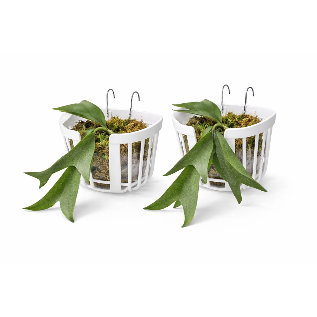Staghorn Fern Hanging Planter Basket Set Of 2 Orchid Wall Mount Planter Indoor Outdoor