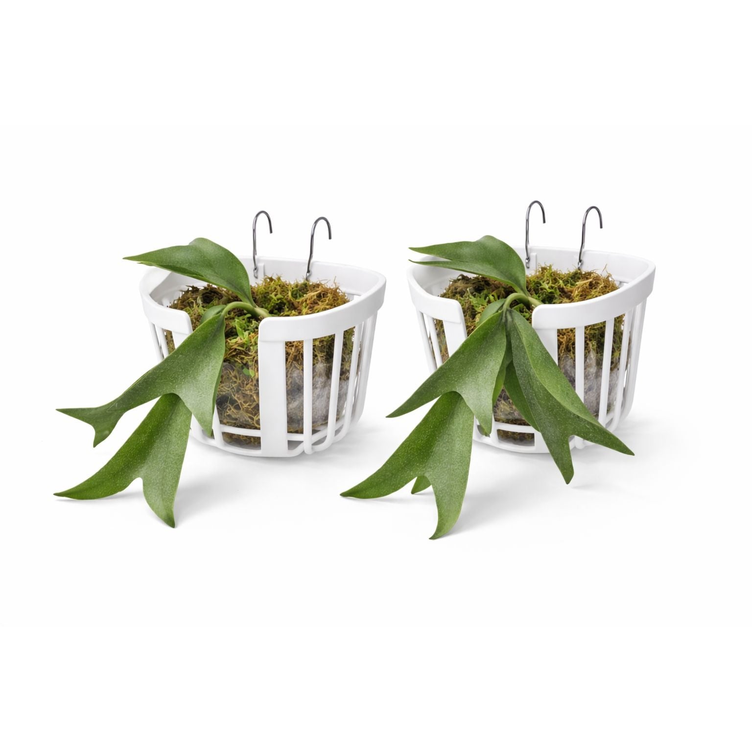 Staghorn Fern Hanging Planter Basket Set Of 2 Orchid Wall Mount Planter Indoor Outdoor