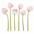 Blush Pink Artificial Anthurium Stems Set of 6, 11 Inch Real-Touch Faux Tropical Flowers