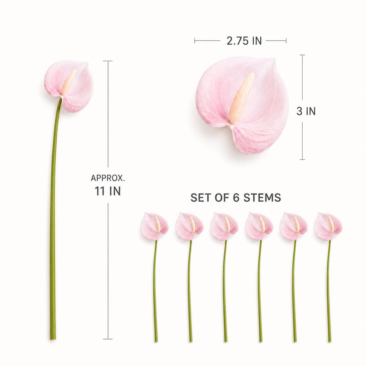 Six pink anthurium flower stems shown on a white background with dimension labels indicating a single stem is approximately 11 inches tall, a bloom is 3 by 2.75 inches, and the set contains 6 stems.