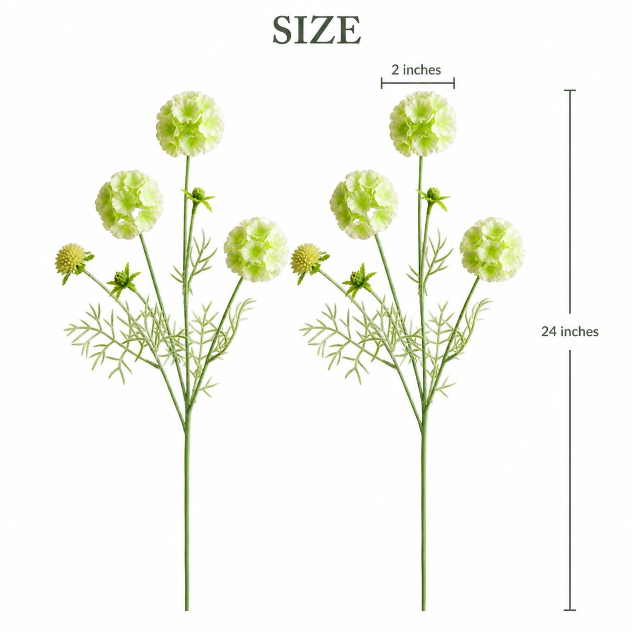 Artificial Scabiosa Flower Stems Green White Faux Wildflower Cottage Floral Filler 24 Inch Stem Set of 2 measurements 