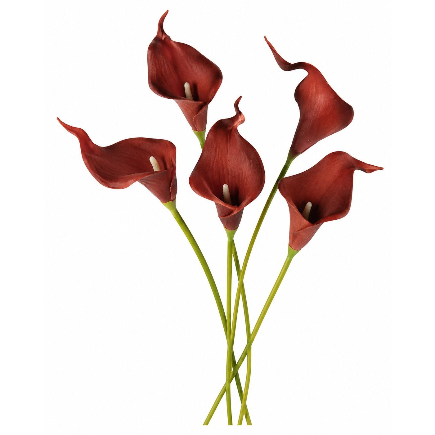 Bouquet of red calla lilies on a white background