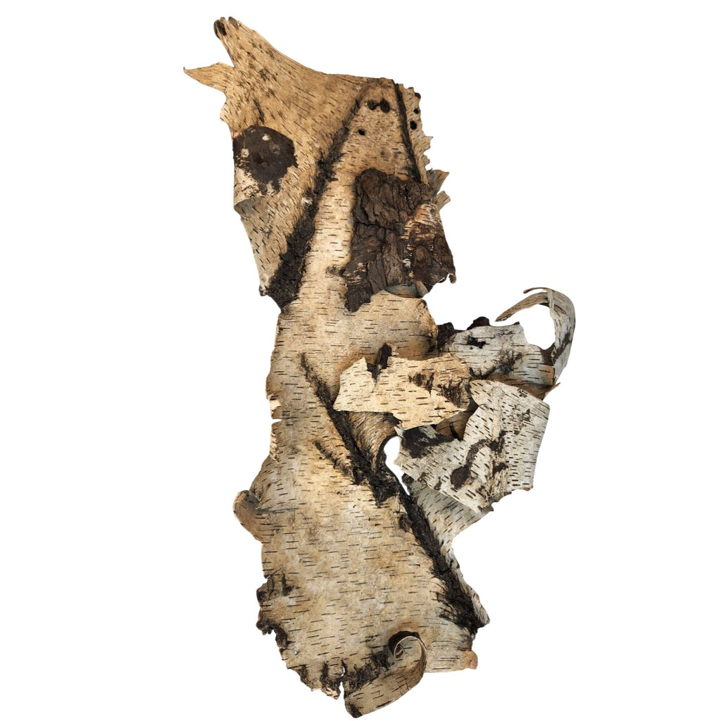 Natural Birch Bark Sheet Large 26x19 Inches for Air Plants Orchids Rustic Crafts Woodland Decor