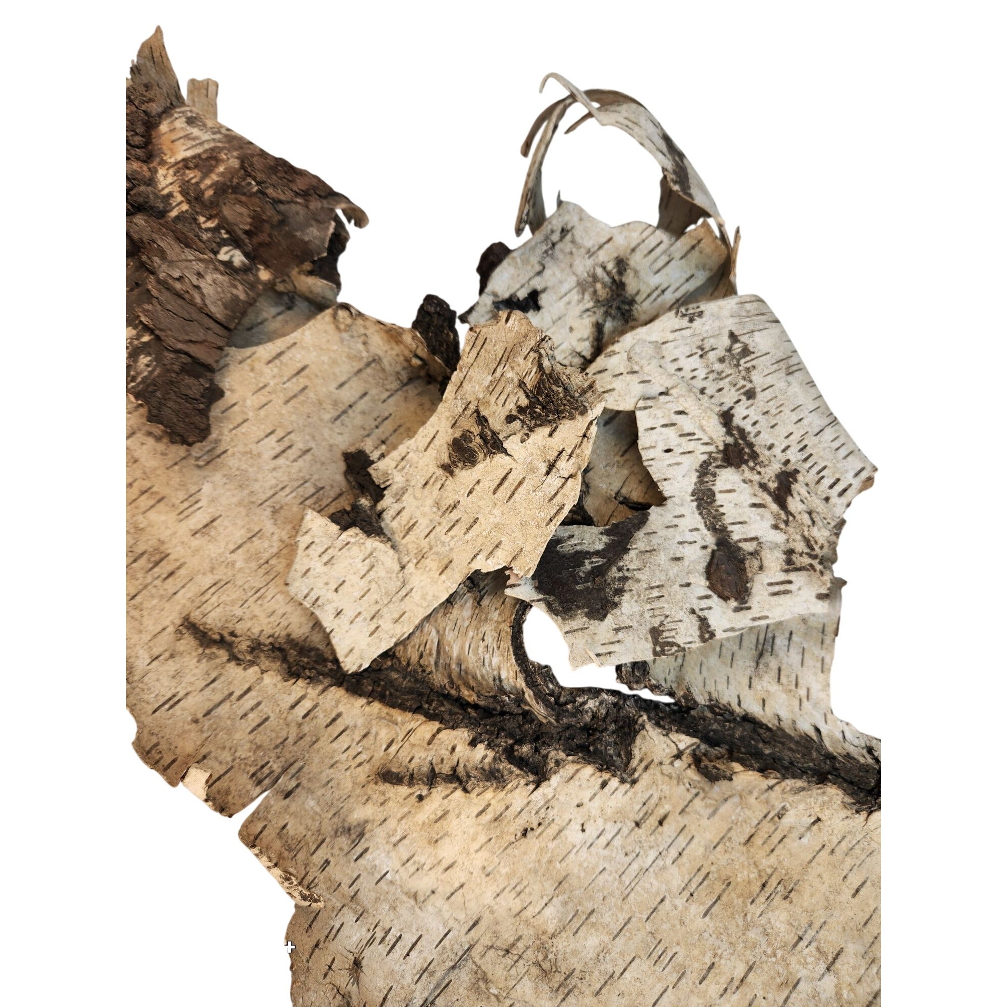 Natural Birch Bark Sheet Large 26x19 Inches for Air Plants Orchids Rustic Crafts Woodland Decor