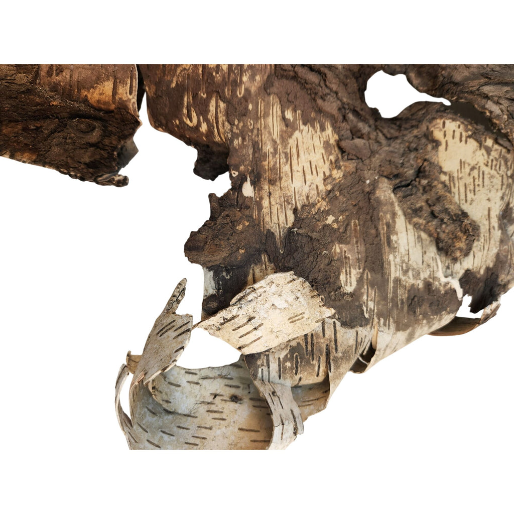 Natural Birch Bark Sheet Large 26x19 Inches for Air Plants Orchids Rustic Crafts Woodland Decor