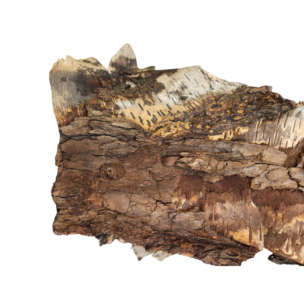 Natural Birch Bark Sheet Large 26x19 Inches for Air Plants Orchids Rustic Crafts Woodland Decor