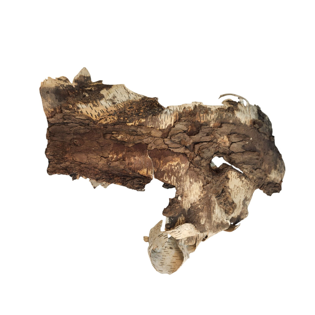 Natural Birch Bark Sheet Large 26x19 Inches for Air Plants Orchids Rustic Crafts Woodland Decor