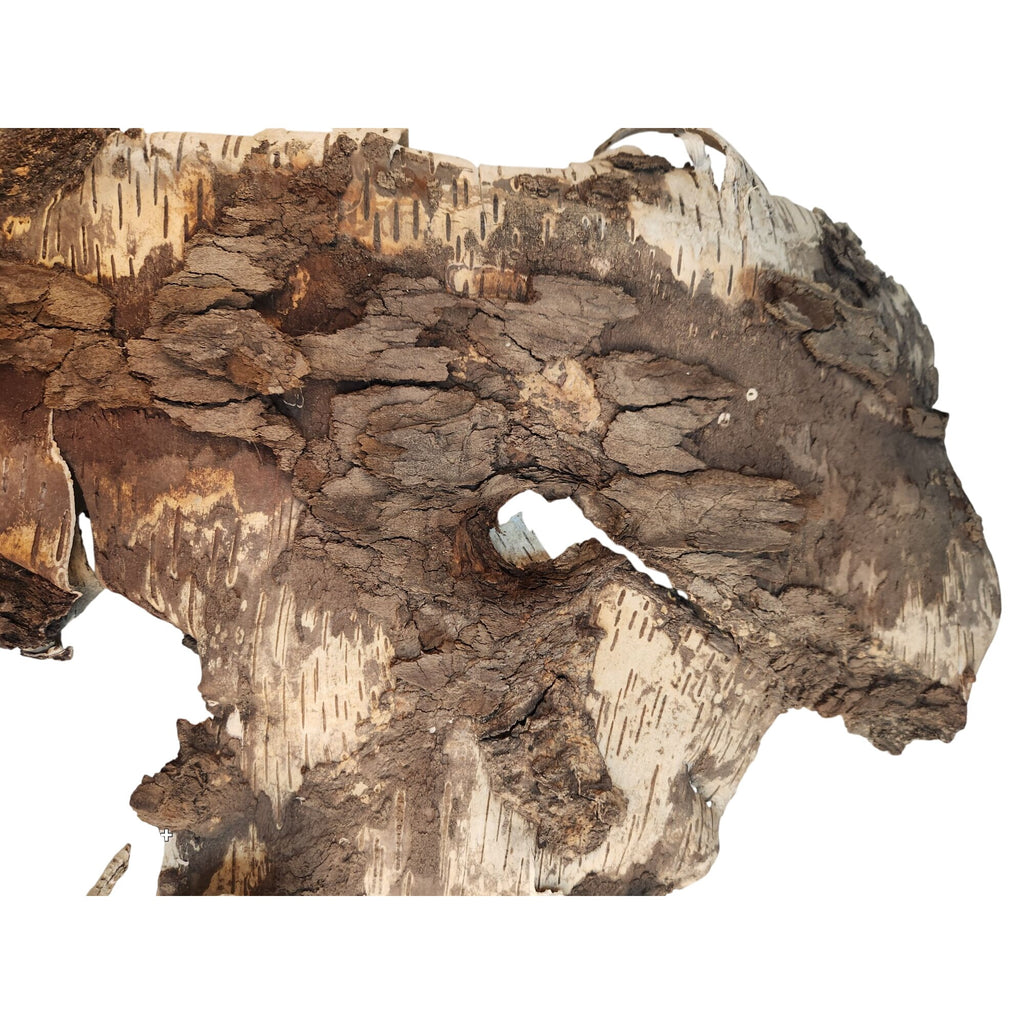 Natural Birch Bark Sheet Large 26x19 Inches for Air Plants Orchids Rustic Crafts Woodland Decor