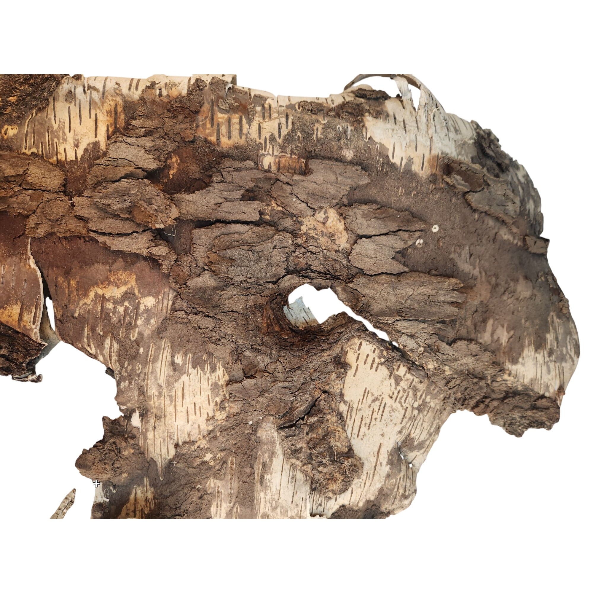 Natural Birch Bark Sheet Large 26x19 Inches for Air Plants Orchids Rustic Crafts Woodland Decor