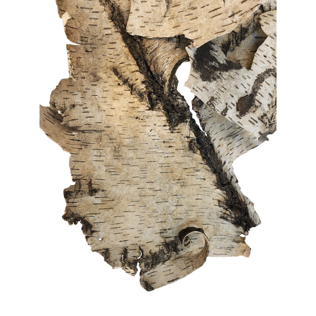 Natural Birch Bark Sheet Large 26x19 Inches for Air Plants Orchids Rustic Crafts Woodland Decor