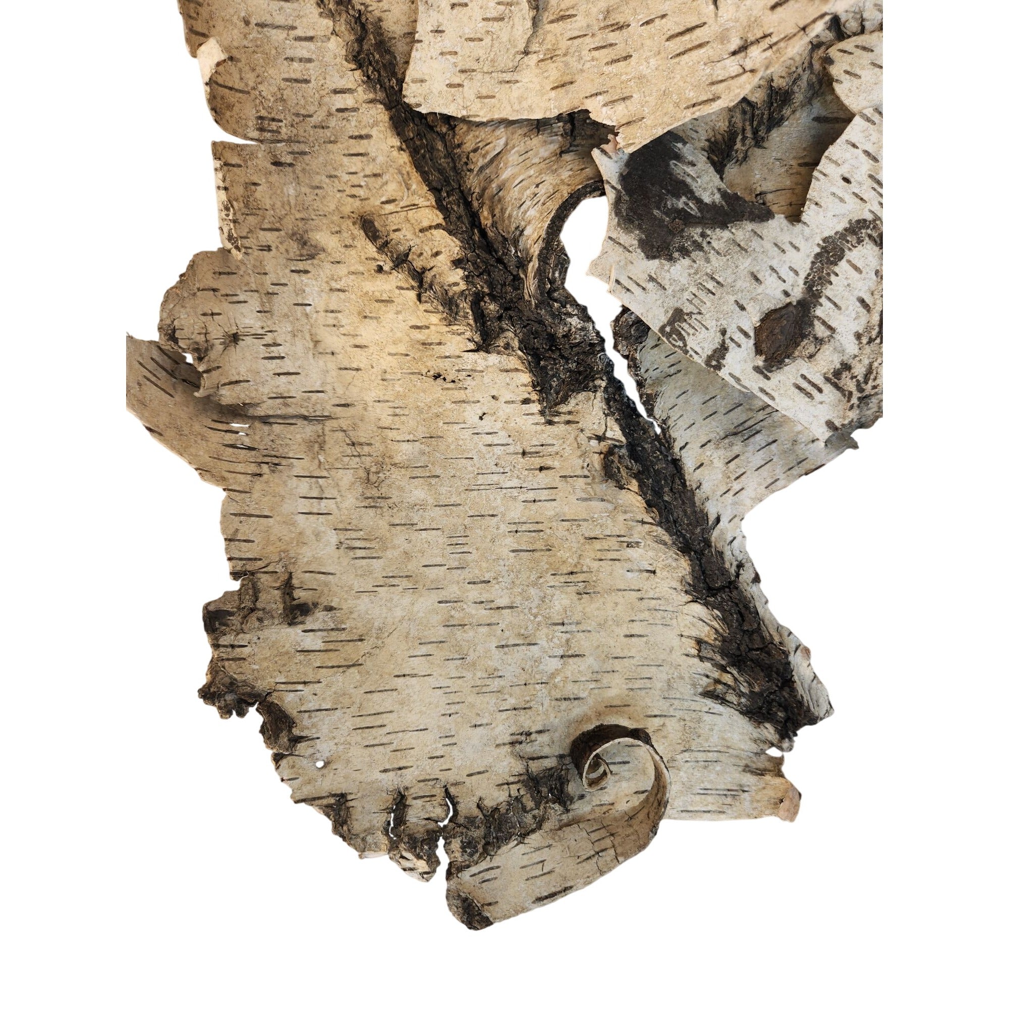 Natural Birch Bark Sheet Large 26x19 Inches for Air Plants Orchids Rustic Crafts Woodland Decor