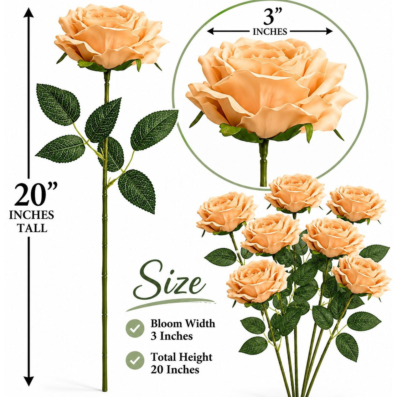 Illustration of peach-colored roses with measurements and details on a white background
