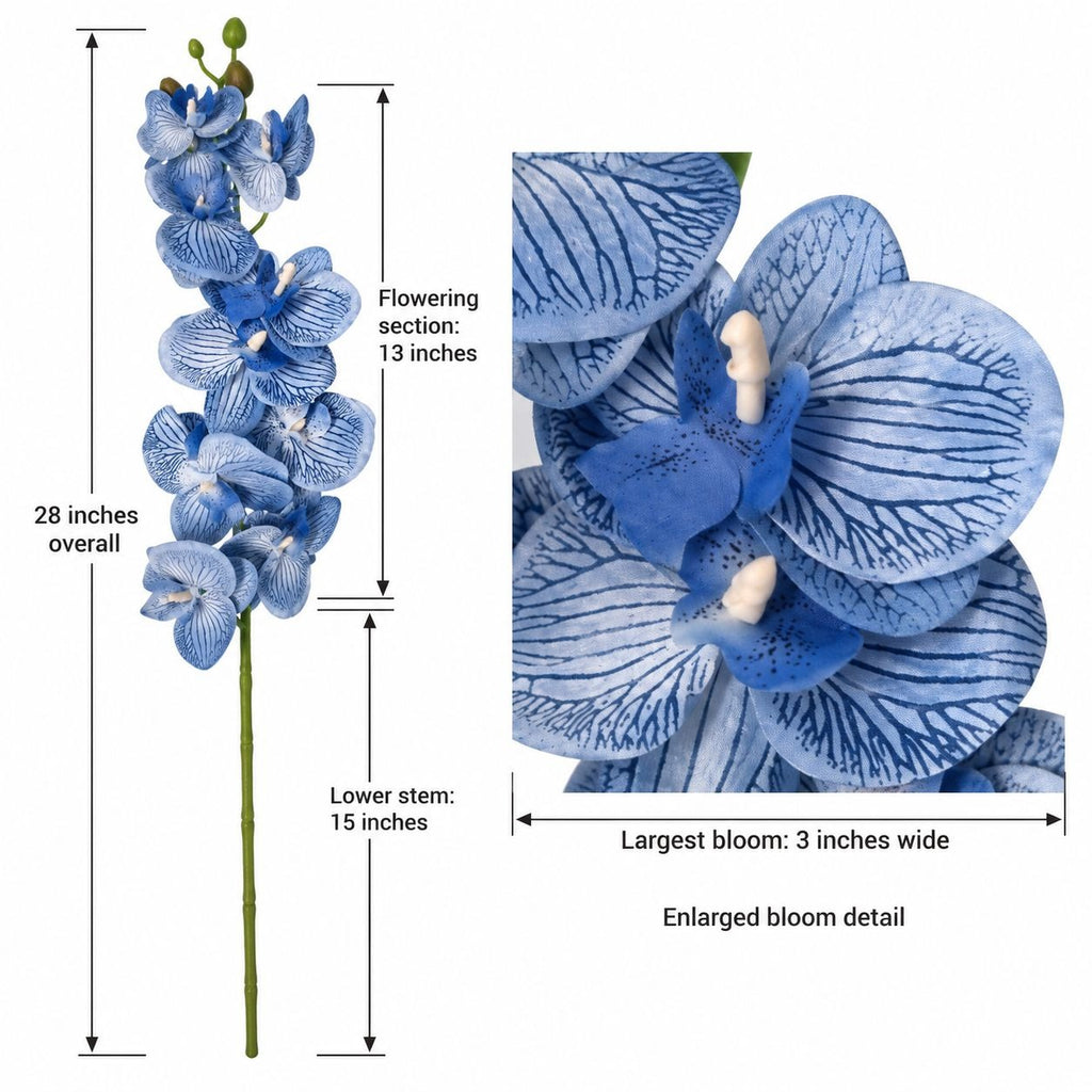 Blue orchid stem with overlaid dimension labels showing overall length, flowering section length, lower stem length, bloom width, and an enlarged bloom detail on a white background.